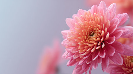 A stunning closeup of a delicate pink flower bloom, showcasing soft petals and subtle details against a gentle background. Perfect for nature-inspired themes.の素材