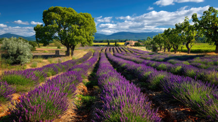 A stunning view of vibrant lavender fields under a bright blue sky. The lush green trees and rolling hills create a serene backdrop, showcasing nature's beauty.の素材