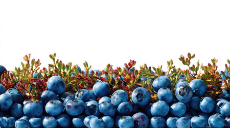 A vibrant collection of fresh blueberries arranged with green leaves on a clean white background, ideal for health, nutrition, and culinary visuals.の素材