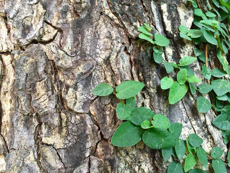 Saman tree creeperの素材