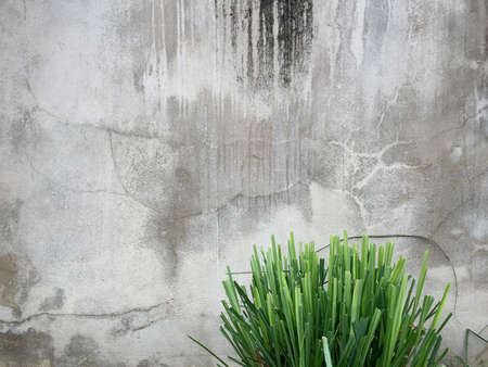 Lemongrass wall backgroundの素材