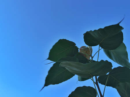 Plant and wall