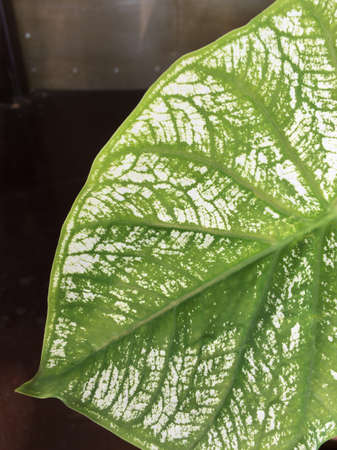 Green single leave