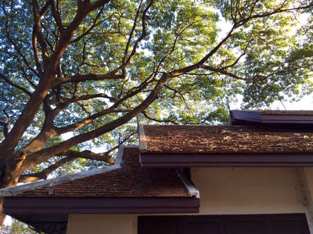 Roof under bigtreeの素材