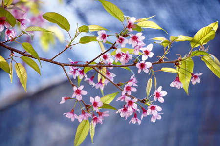 Wild himalayan cherry flowerの素材