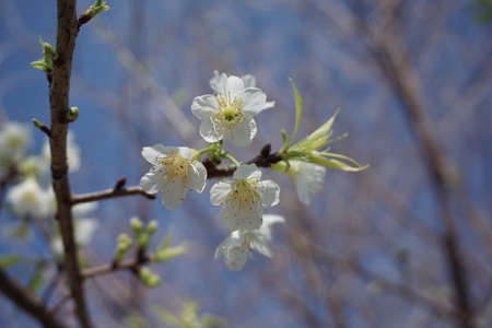 White wild himalayan cherry flower