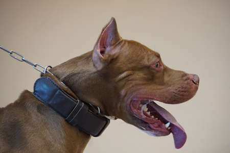 Pitbull dogの素材