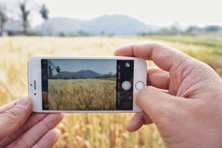 Barley farm shot from iphoneの素材