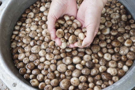 Hands on Thai ball mushrooms in the waterの素材
