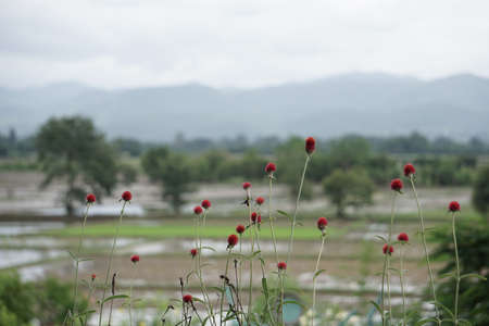 Red ball flower isolated on rice fields landscape backgroundの素材