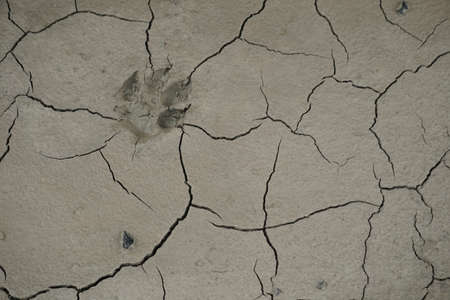 Dog footprints on dry mud surfaceの素材