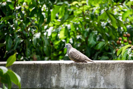Bird isolated  on tree backgroundの素材
