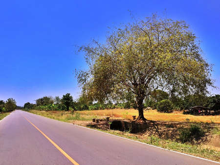 One tree on the roadの素材