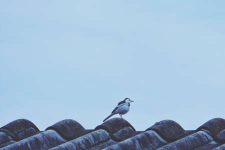One bird standing on the roofの素材
