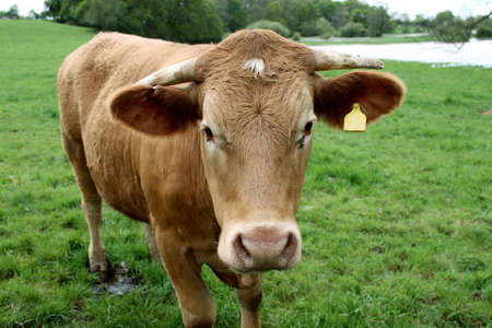Brown Cow in a flooded field,