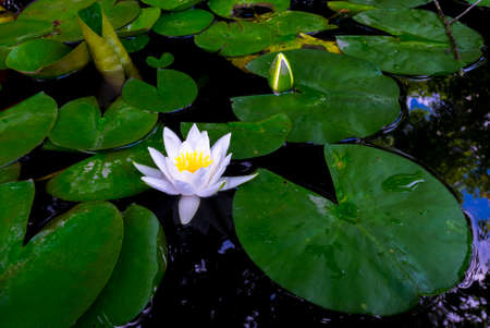 White water lilyの写真素材