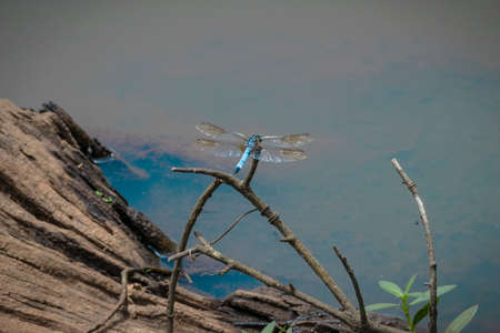 A blue and green dragonfly perched over the swampの写真素材