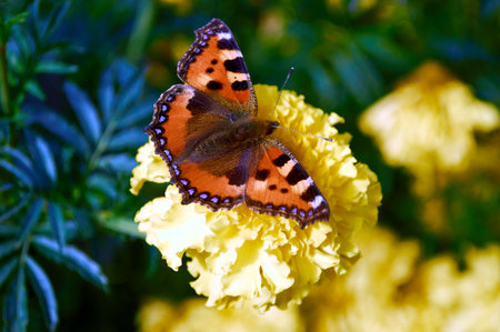 a butterfly sitting on a flower with marigoldの写真素材