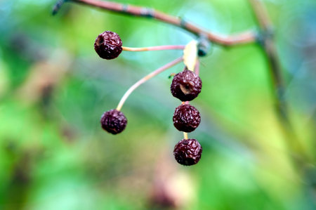 wild apples after exposure to frost in early autumnの写真素材