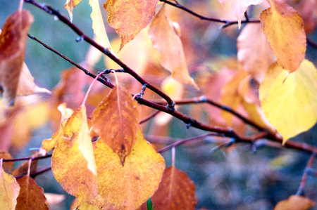 the yellowed leaves of the apple tree play with the colors of autumnの写真素材