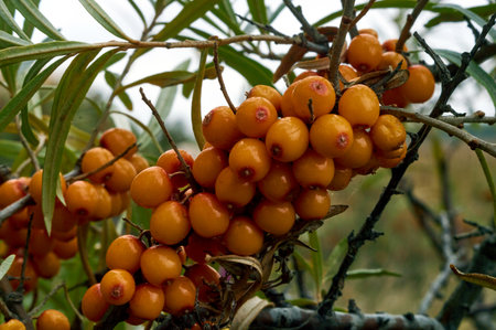 sea buckthorn grows in Siberia in natural conditions and has a high concentration of vitamins and minerals in the wildの写真素材