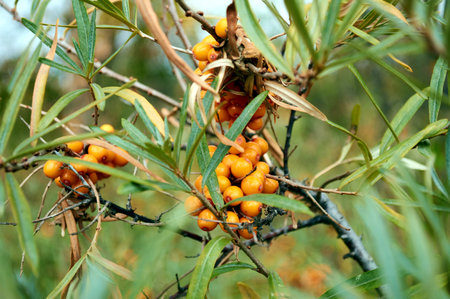 sea buckthorn grows in Siberia in natural conditions and has a high concentration of vitamins and minerals in the wildの写真素材