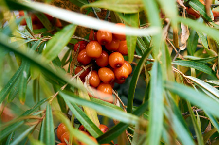 sea buckthorn grows in Siberia in natural conditions and has a high concentration of vitamins and minerals in the wildの写真素材