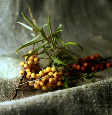 sea buckthorn grows in Siberia in natural conditions and has a high concentration of vitamins and minerals in the wildの写真素材