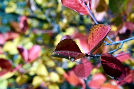 The autumn leaves All red and goldの写真素材