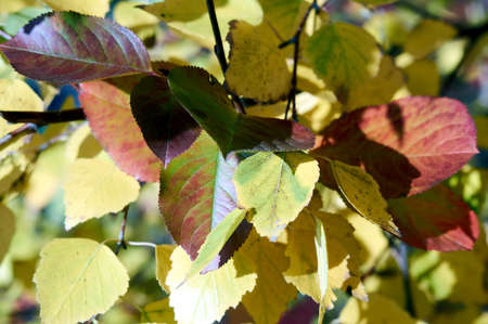 The autumn leaves All red and goldの写真素材
