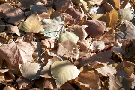 fallen leaves lie on the ground in the garden like a carpetの写真素材