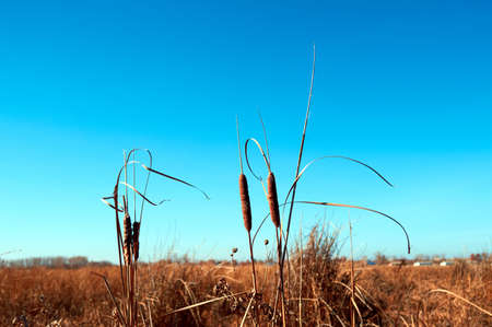 in autumn, nature dies, and plants look dull, boring and uninterestingの写真素材
