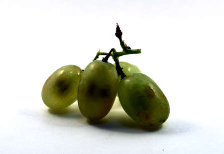 a few green grapes on a twigの写真素材