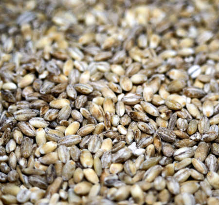 the pearl barley was scattered on the table in a thin layerの写真素材