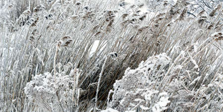 plants covered with frost in the early frosty morningの写真素材