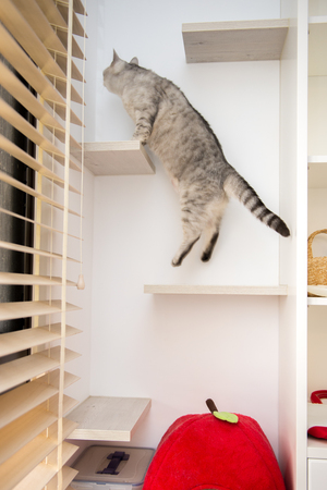 catの写真素材