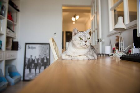 catの写真素材