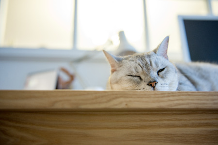 catの写真素材