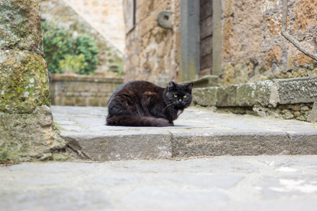 Cat at Bagnoregioの写真素材
