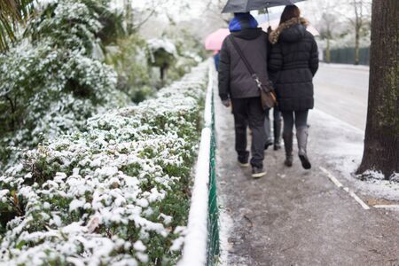 Snow on the treeの写真素材