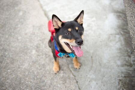 shiba inuの写真素材