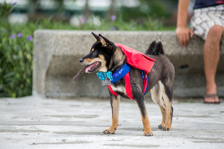 shiba inuの写真素材