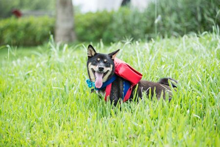 shiba inuの写真素材
