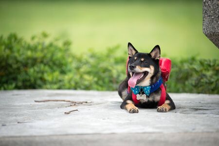 shiba inuの写真素材