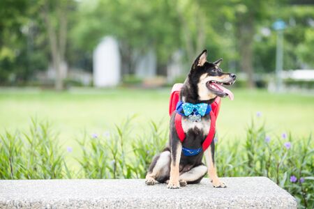 shiba inuの写真素材