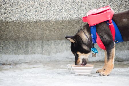 shiba inuの写真素材
