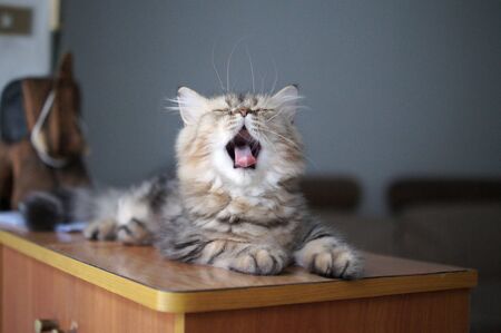 Persian cat is yawningの写真素材