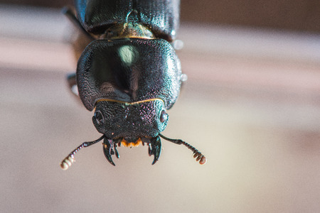 Dorcus titanus sika