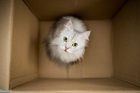 Cat is sitting at box and looking upの写真素材