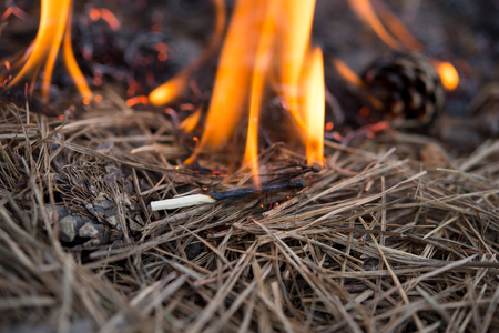 Forest Fire , the scorched earth, ecologyの写真素材